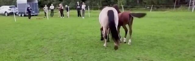 Raplamaa hobutallu jõudsid tagasi juba tuttavad hobused