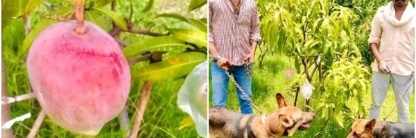 Farmeri u Indiji slučajno uzgojili najskuplji mango na svetu Farmeri u Indiji slučajno uzgojili najskuplji mango na svetu