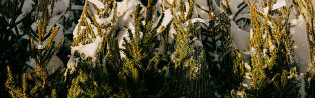 Jõulukuused jõuavad Narva Valgamaalt