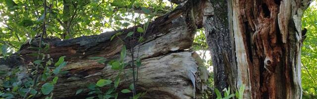 Üleskutse – tähistame hiites Eesti Vabariigi aastapäeva!