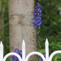 Immanuel Kant ja inimese piirid