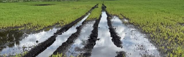 Põllumajanduskriis Lätis: saak hävineb, tehnika ei pääse põldudele