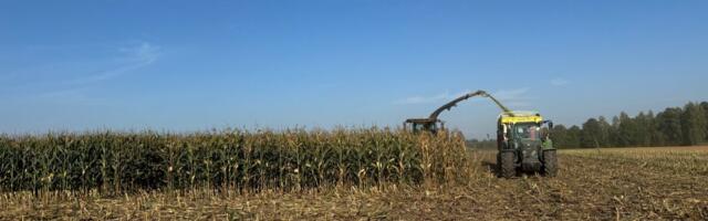 Varajane mais on Eesti tingimustes paindlik ja kindel valik