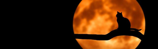 Valga Põhikooli õpilane Mirell Lall saavutas Tähekese jubejuttude võistlusel  esimese koha