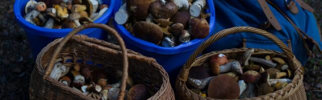 Politsei päästis Saaremaal metsa eksinud seenelise