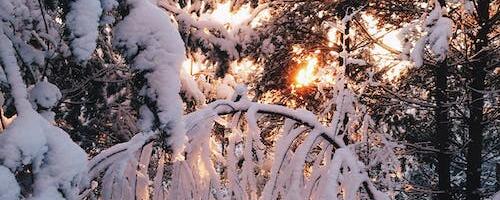 Soomaa rahvuspargis puhastatakse teeservad ohtlikest puudest