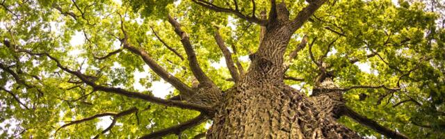 Tartu maakonna 13 parki on minetanud oma looduskaitselise väärtuse