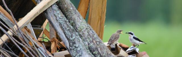 Peidetud linnupesad: jaanipäevaks valmiskuhjatud lõkkematerjal tasub enne süütamist üle kontrollida