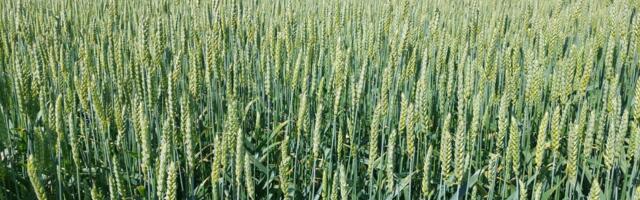 Teravilja kasvupind Eestis väheneb, taliteravilja osakaal rekordiliselt kõrge