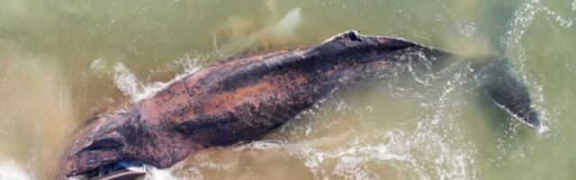 NAMAČKA NA NOGAMA! Nasukao im se grbavi kit na peščani sprud!