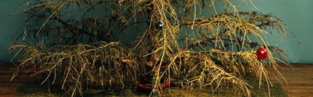 UURING: 25% eestlastest jätavad kuuse toomata ja laotavad kohe okkad mööda kodu laiali