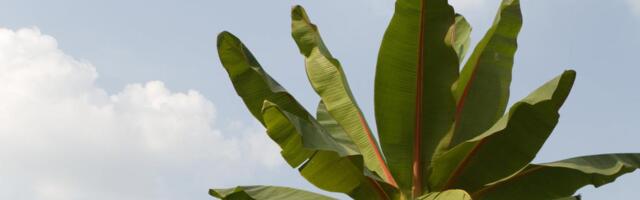 Valebanaan: kas Etioopias viljeldav enseete võib olla kliimamuutuse-kindel „imetaim“?