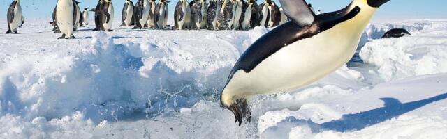 Ivo Linna mälumäng 242. Millega läks 7. jaanuaril 1978 Antarktika ajalukku Emilio Marcos Palma?