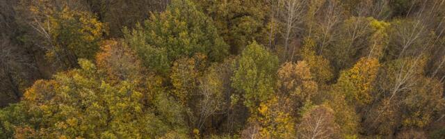 AJALUGU | Juba 13. sajandil võis Eestis trahvi saada omavolilise metsaraiumise eest. Kasvavad linnad vajasid palju puitu