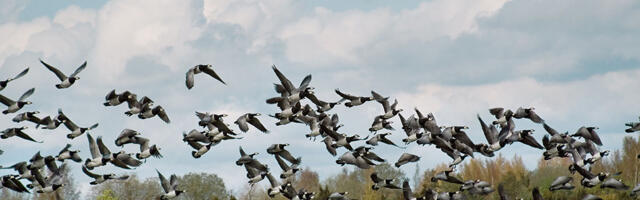 Lääne-Virumaal tuvastati metslinnul eriti ohtlikku tüüpi linnugripi viirus