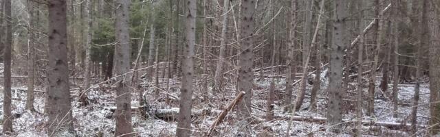 ANDRES JAANUS: vallavalitsus seab Viimsi metsade majandamisele põhjendamatuid piiranguid