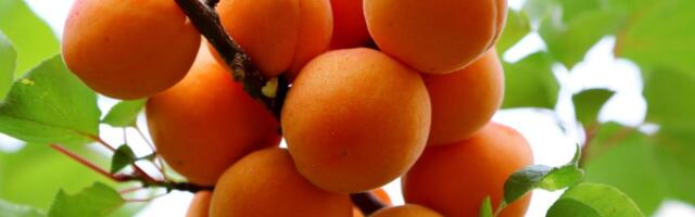 AED, ANNA APRIKOOSE! Eksootilised luuviljalised eestlaste aedades pole enam midagi haruldast