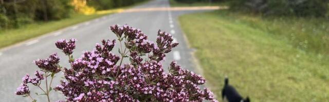 AHTO ILMAJUTUD | Südasuvine soojus taandub