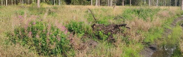 Metsamaaparandus – vajalik töö, mida saab teha ka loodust hoides