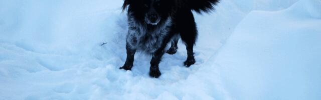 LOOMAD OTSIVAD KÜLMAS TALVES PEAVARJU. MIDA PEAKS TEADMA IGA AUTOJUHT