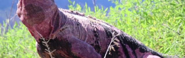 Reporter: Galápagose üliharuldased roosad iguaanid on kadumas