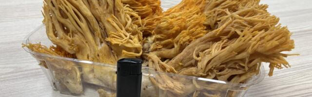 Palivere seenemees leidis suure kuldhariku