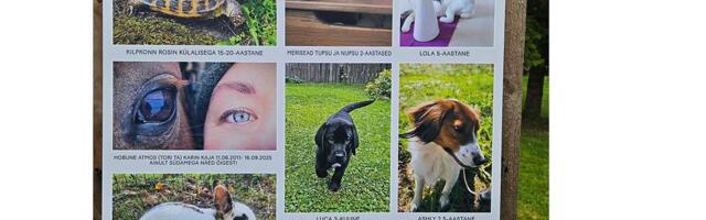 Aru­kü­las on vä­li­näi­tu­sel fo­tod val­lae­la­ni­ke lem­mik­loo­ma­dest