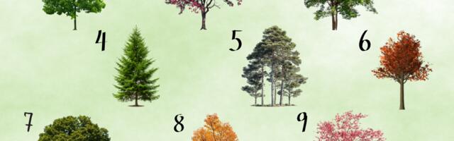 Vali üks puu ja saa teada, milliseid muutusi ja võimalusi elu sulle lähiajal toob