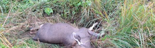 ChatGTP: kuidas vähendada suurulukite allaajamist kevadisel ajal?