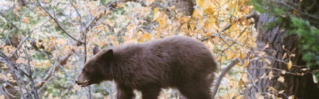 EJS hoiatab: Ettevaatust, karu teel!