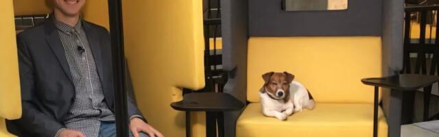 Neljakäpaline kolleeg: kas lemmikloom kontoris on armas või ahistav?