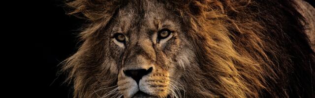 Kuidas ära tunda inimest, kes on sündinud Lõvi tähtkujus? Märgid, mis ei peta