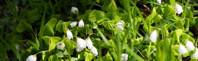Neljapäev tuleb soe, kuid tuuline