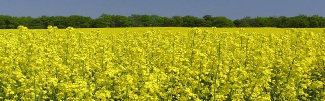 Tõhus umbrohutõrje talirapsipõldudel: strateegiad ja soovitused uueks hooajaks