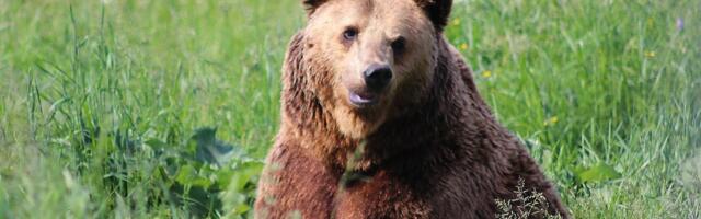 Iga jahiluba antakse kohtusse: riigi ja MTÜ Suurkiskjad vaheline madin on kallis ja võib viia salaküttimiseni