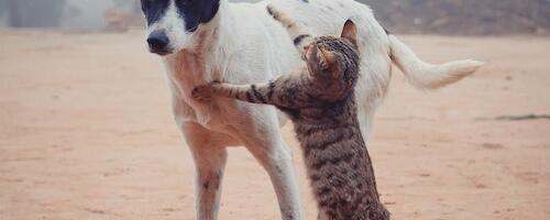 Valga loomade varjupaik jätkab tööd aadressil Laatsi tn 11a, Valga linn, teenusepakkuja vahetub