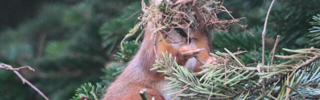 RAHVAS ON RAEVUS: oravareitinguid kommenteeritakse eriti sapiselt