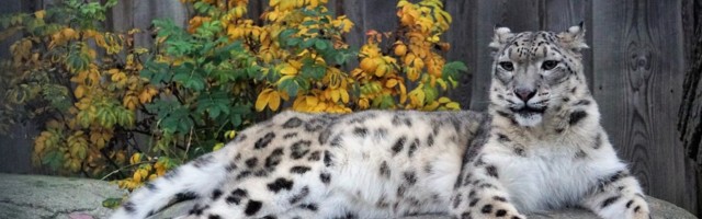Loomaaias jäi igavesse unne lumeleopard Deli