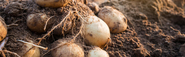 Kartul polnud esiisade toit, ega ka jõululaud selline nagu täna