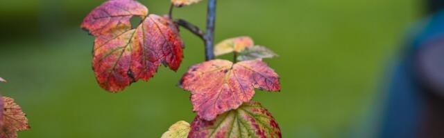 ILMATEADE | Ees ootab kuiv päev. Järgnevad päevad toovad aga suuri muutusi