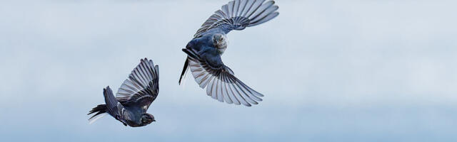 Kuu­sa­lu val­la ja rah­va­ma­ja sün­ni­päe­va­pi­du