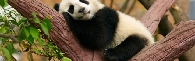 Hiina RV kehtestas rasestumisvastastele vahenditele sündivuse parandamise eesmärgil maksu