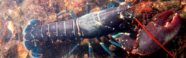 Teadlased kutsuvad üles keelama elusate homaaride keetmist