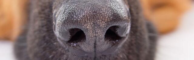 Katse: koerad suudavad viirust tuvastada pea sajaprotsendilise täpsusega