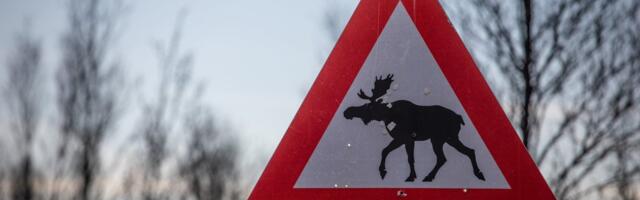 Loomadest maanteedel annavad märku andurid