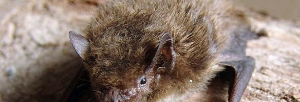 Pisike nahkhiir lendas Kuramaalt Baskimaale