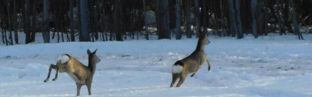 Mõningatel loomaliikidel on lumerohke talve tõttu raskem toitu leida