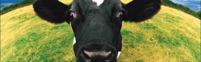 Indias on hakatud koroonaviirust ravima lehmasõnnikuga