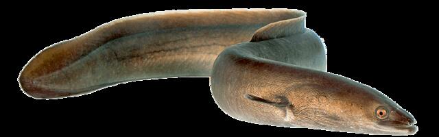 AASTA KALA 2025 | Angerjas, kriitiliselt ohustatud liik