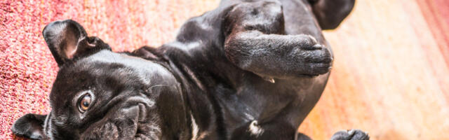 Testitud: koristamise supernipp, millega peaks kursis olema iga lemmikloomaomanik